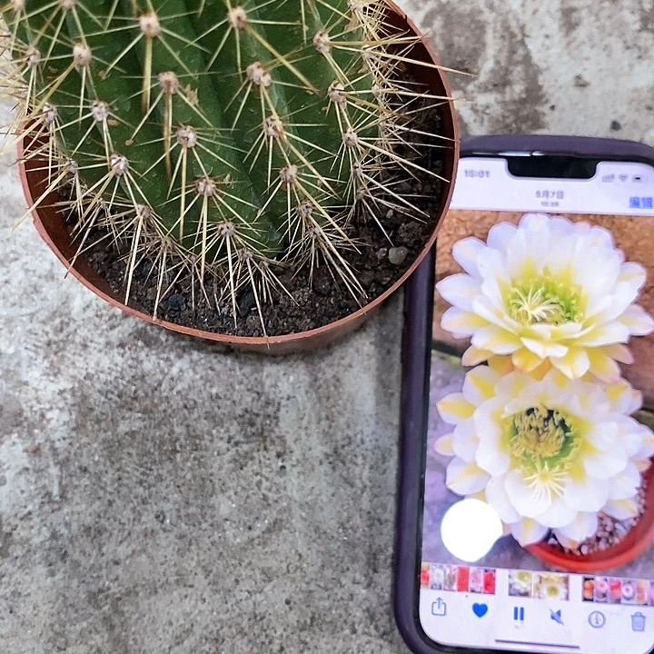 六月五仙人球。257890