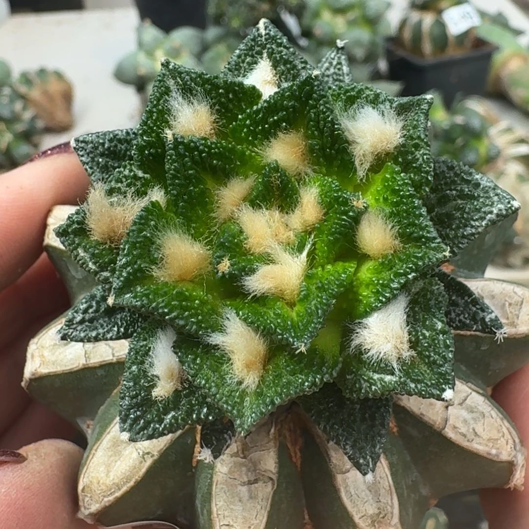 【闪购商品】无花朵盾牌大尤黑558