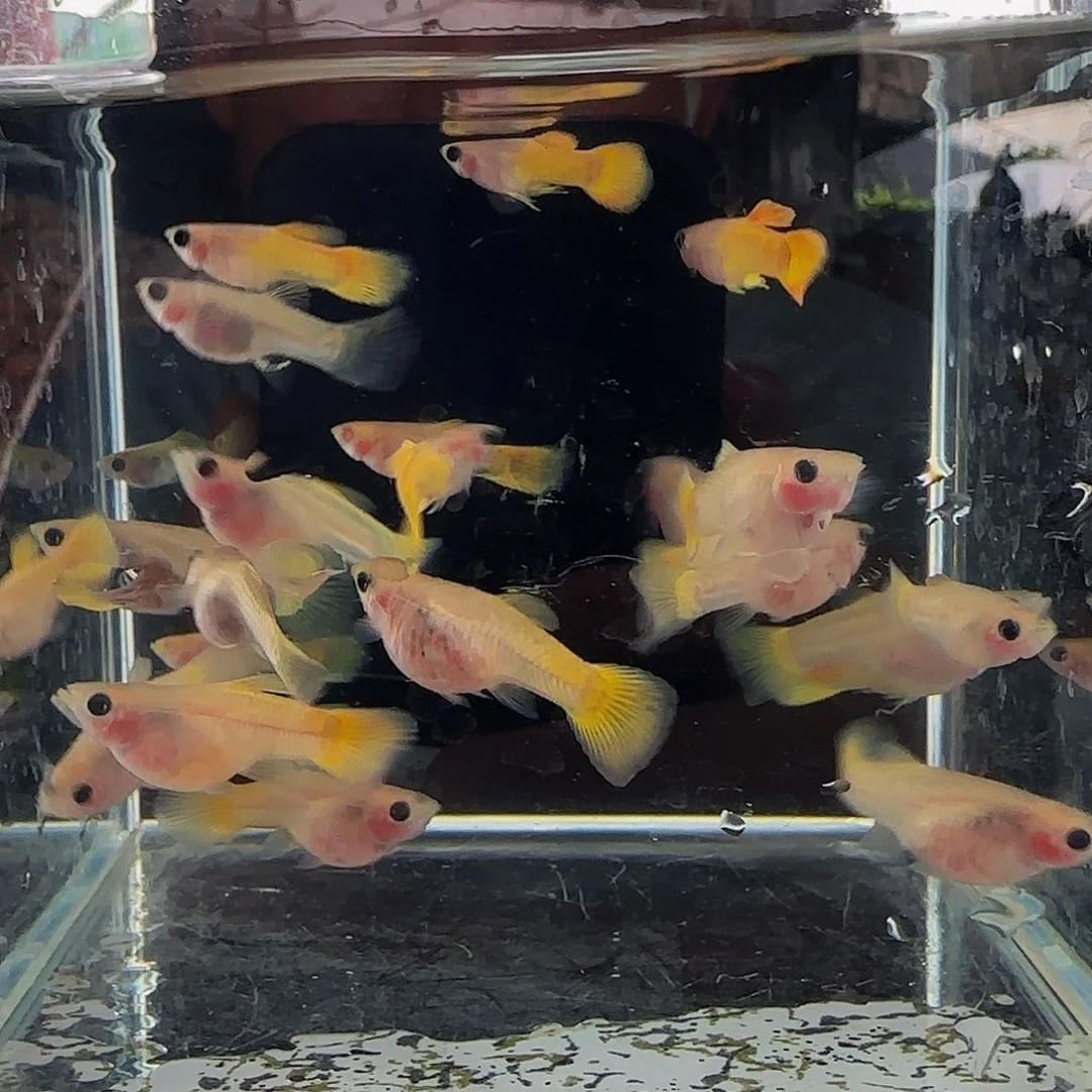 孔雀鱼黄蕾丝玻璃猫1对