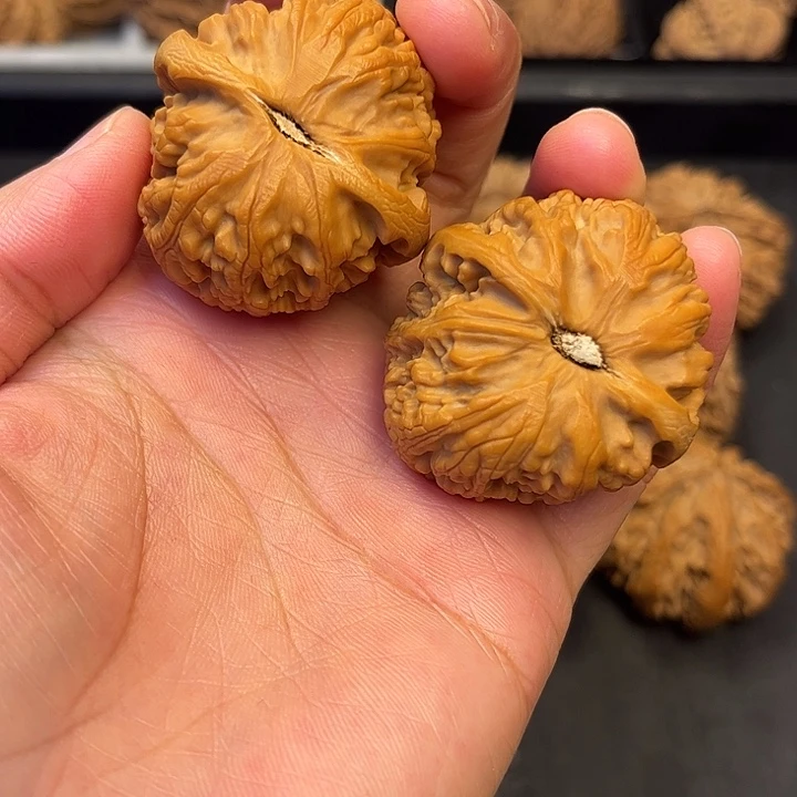 核桃秦岭突突突突突2