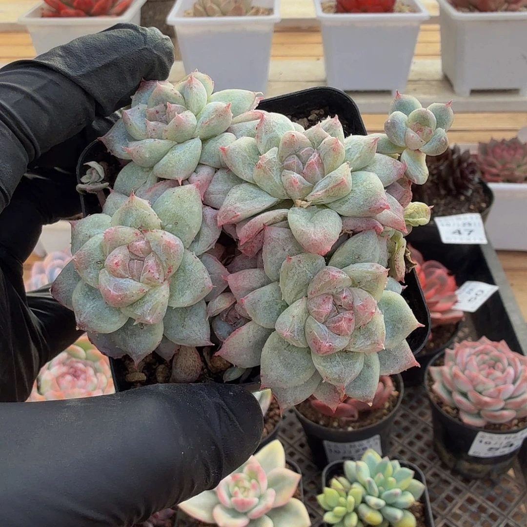 1029-59南柯梦群有砍