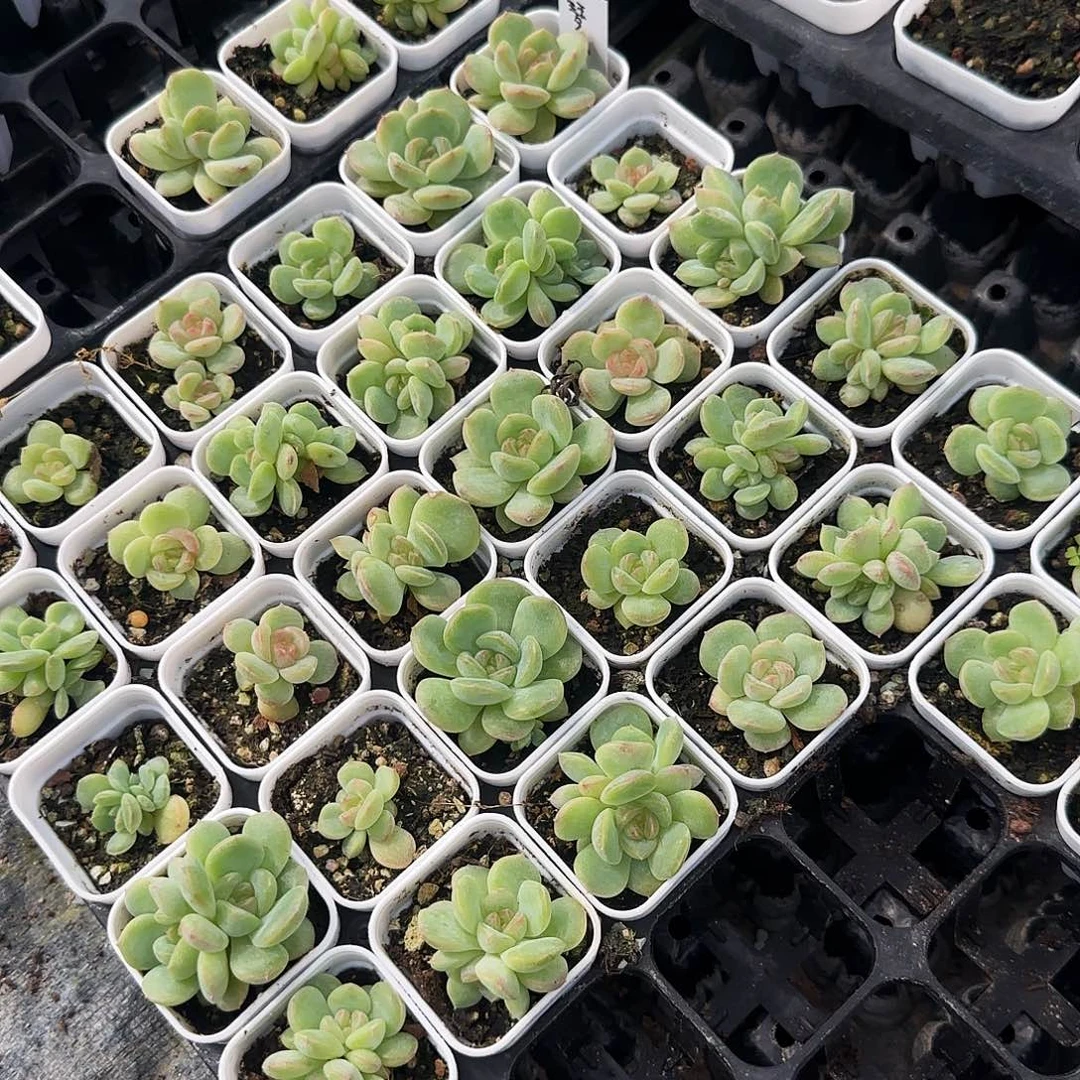 琴心盆一个满25包邮