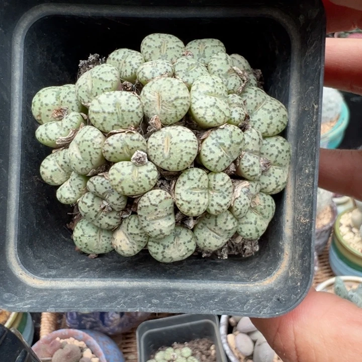 无***羁我们的目标就是成为更好