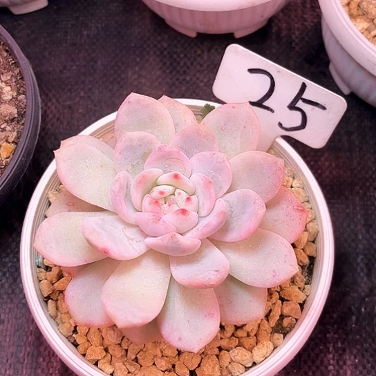 橙子一其实吧唧吧唧吧唧