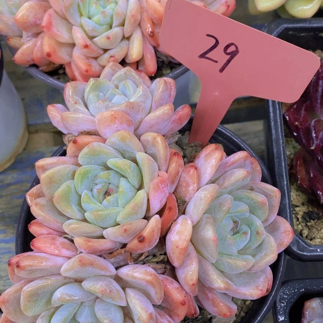 快乐至上，开心无价，一物一拍