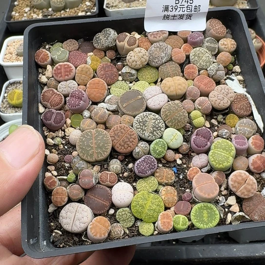 745多肉哈哈哈哈给哈哈哈哈