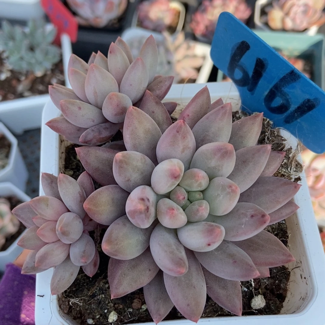 6161车厘子多肉植物