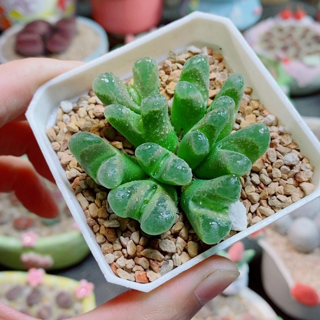 生石花花花花花花944