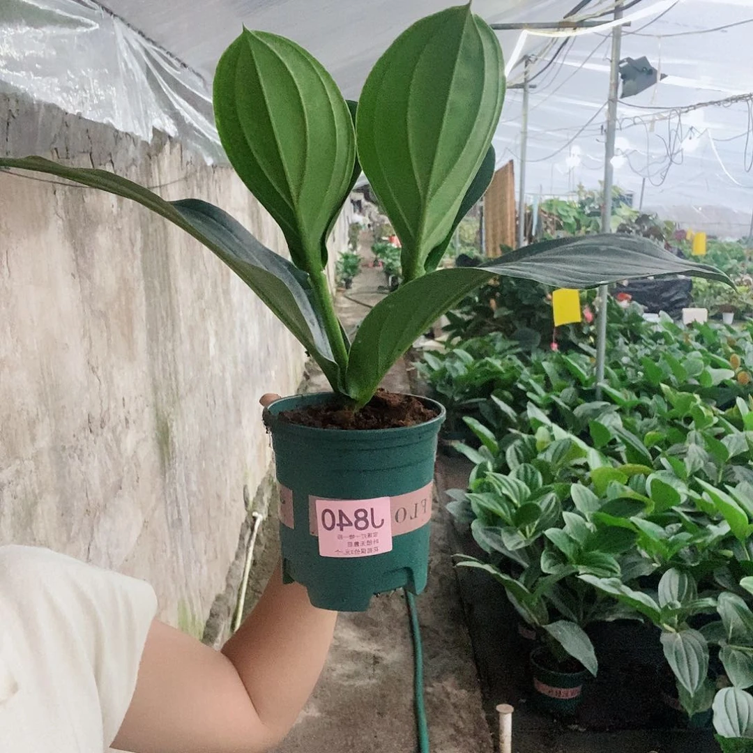 无花朵玫*?木本花卉840