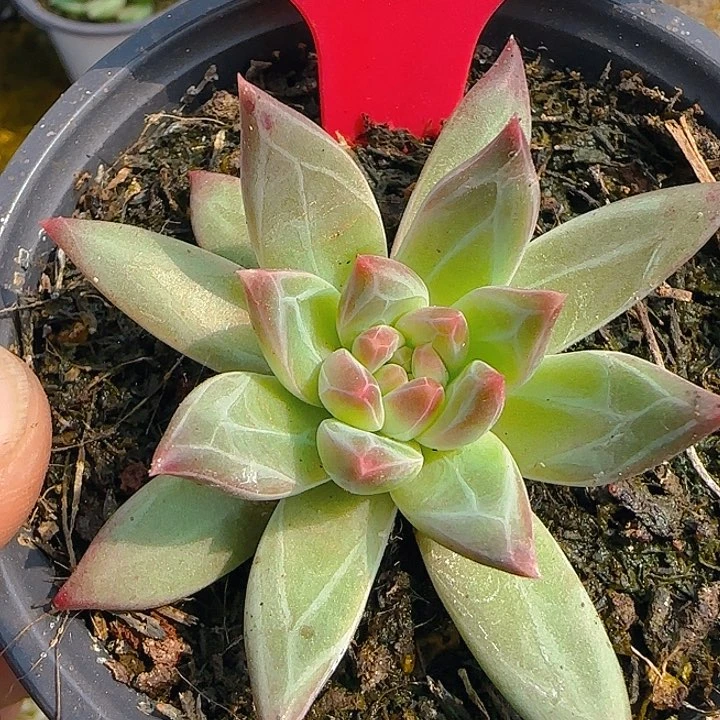 美人629多肉植物