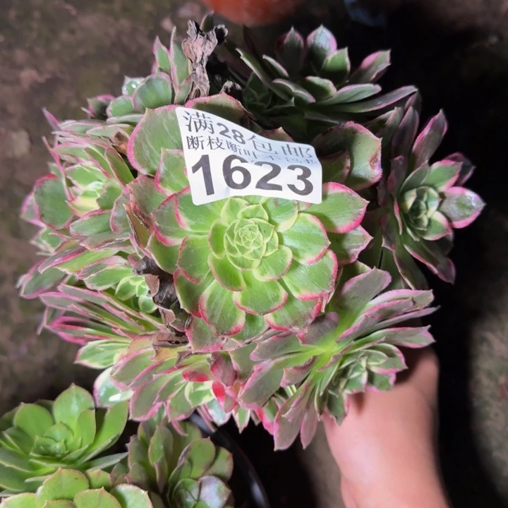 1623南水蜜桃多肉植物