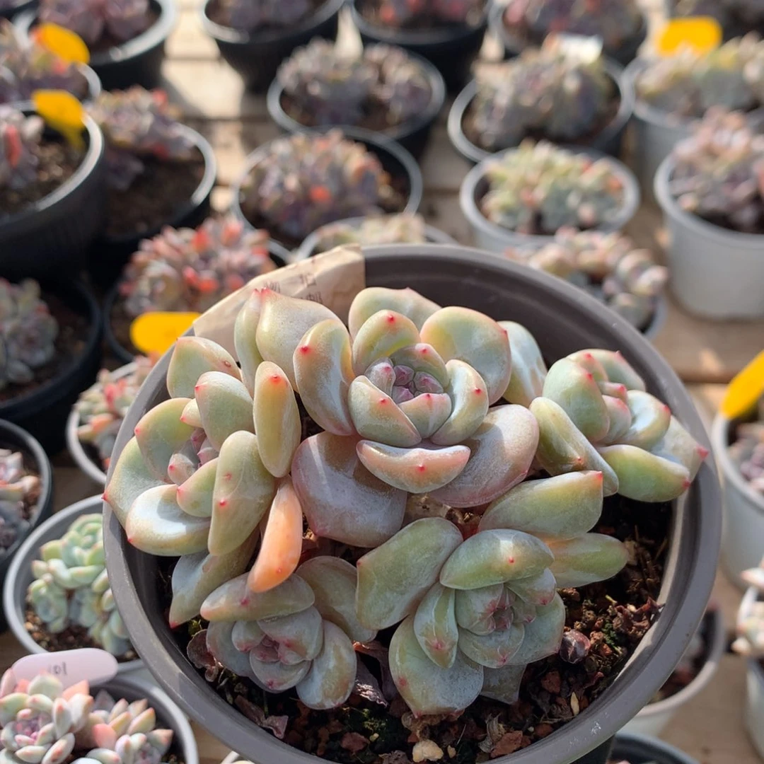 10.5厘米五头有砍绿油脸溏心石榴籽 5767