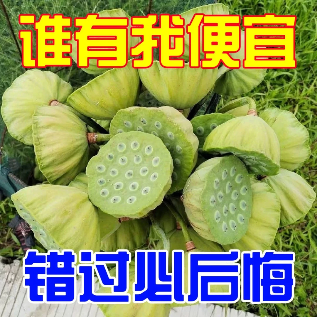 2025年现摘即食莲蓬新鲜水果莲子莲蓬嫩莲子鲜甜当季孕妇零食清甜