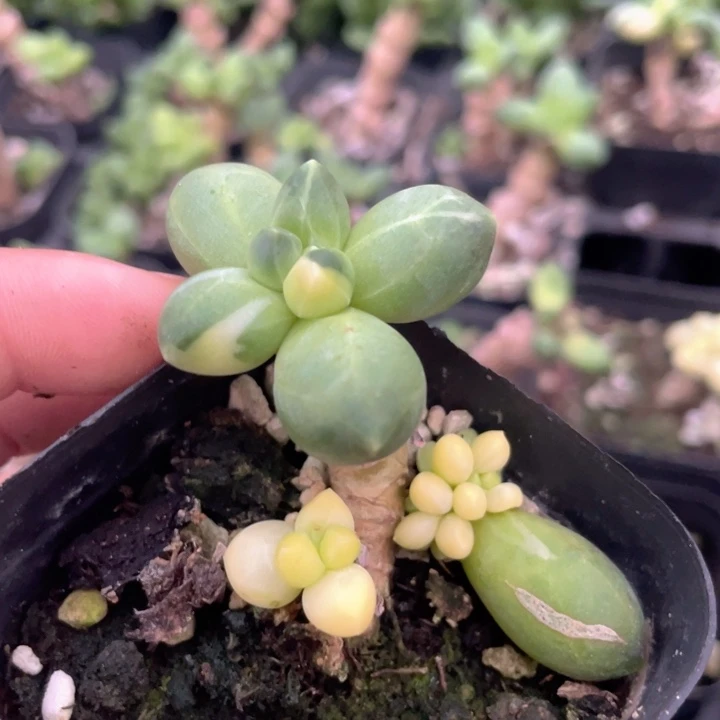 一我一拍满18包邮