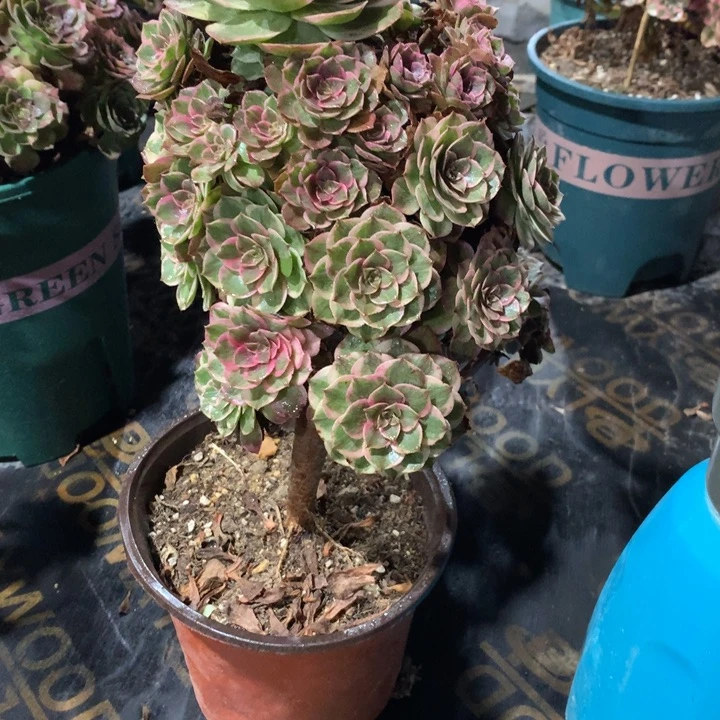 412莲花座多肉植物特价