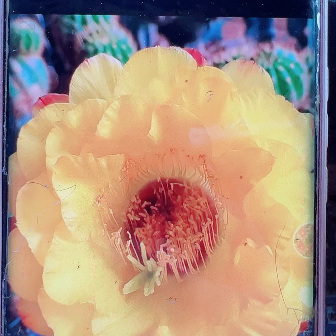 毛花柱黄金酒杯侧芽 20 包邮