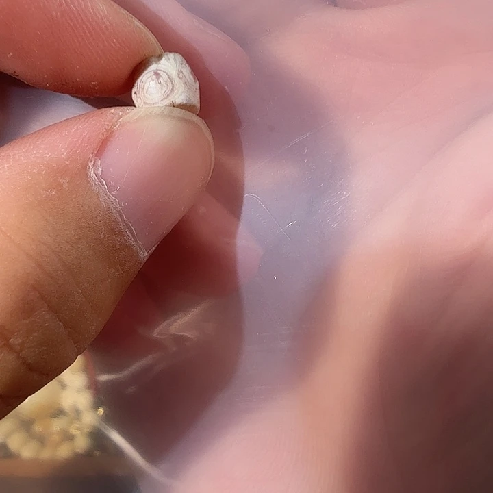 躺***平玛瑙/玉髓jjjhjjjjjj未镶嵌gggbbbbbbbn