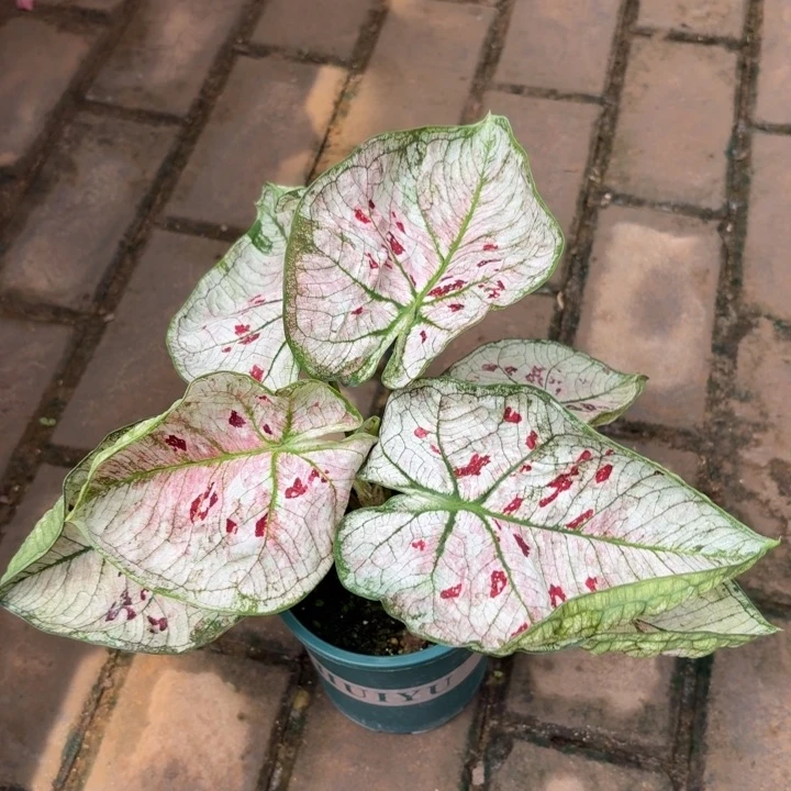 花木兰泰国彩叶芋07-0729