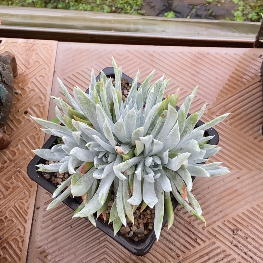 雪奴多肉植物啦啦啦