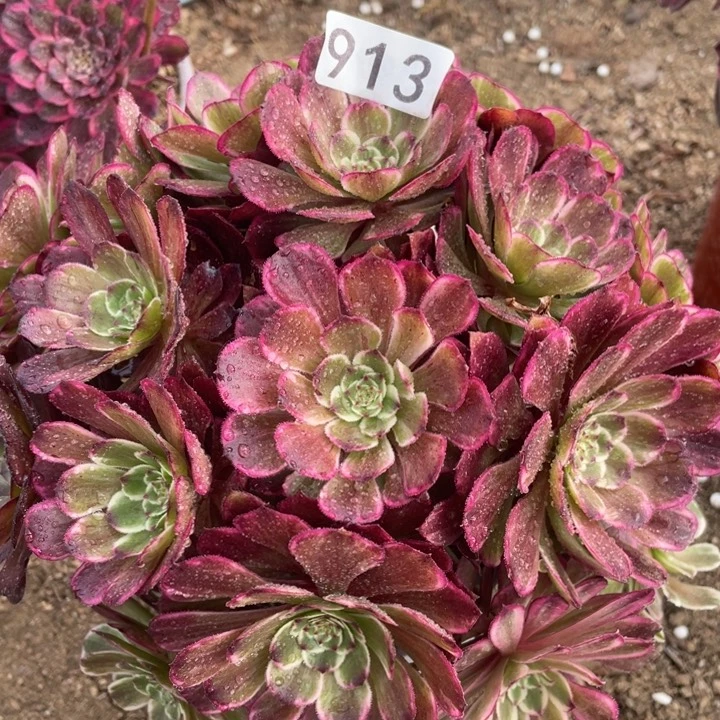 913多肉植物油彩画