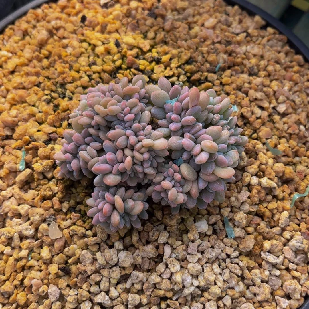 一物一拍多肉植物