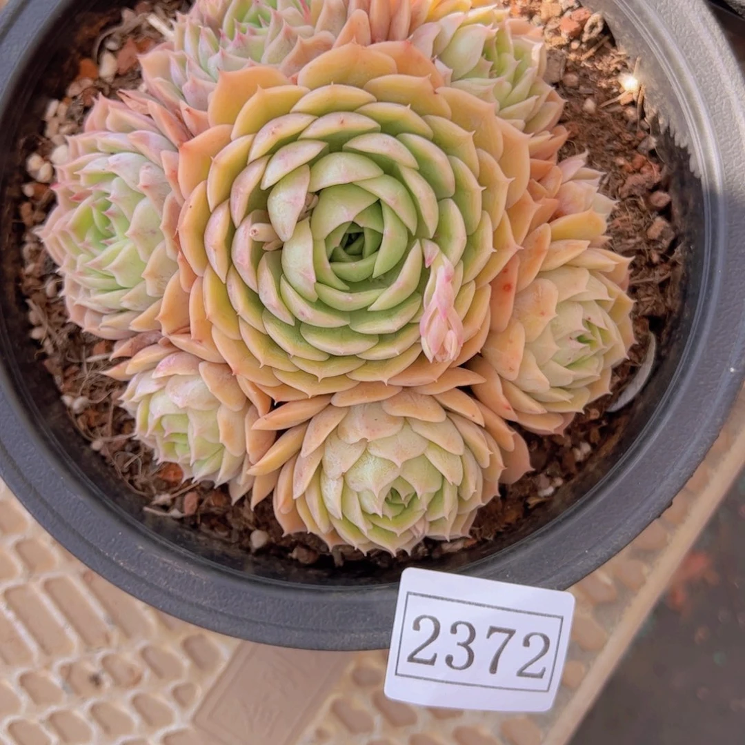 漂**?昂斯诺2372一物一拍多肉