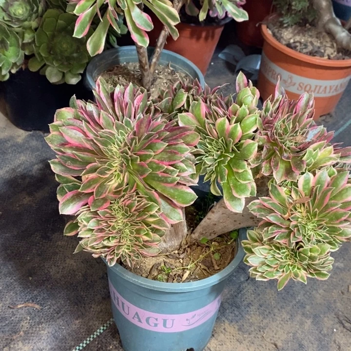 女神缀多肉植物64。