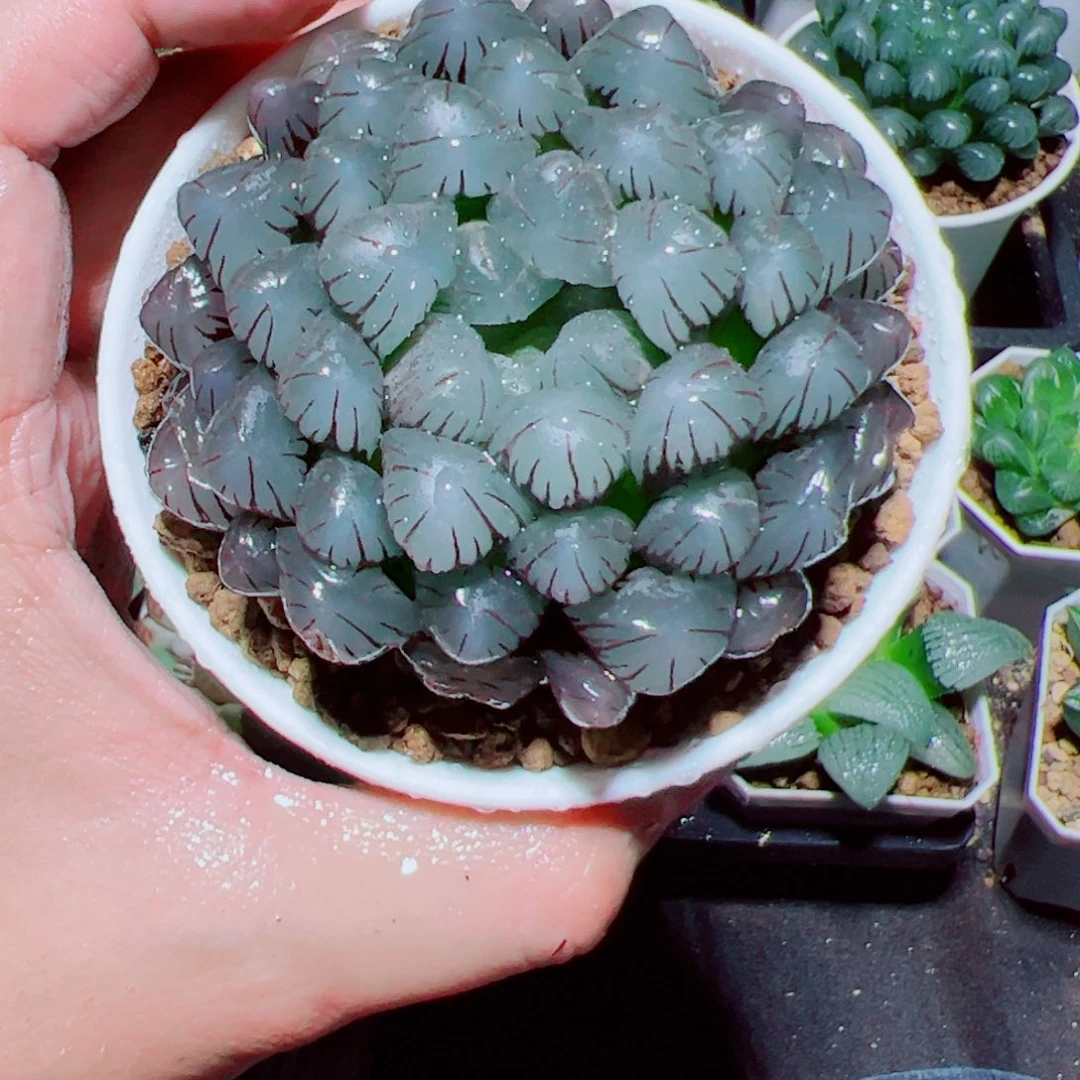 母本紫姬玉露多肉