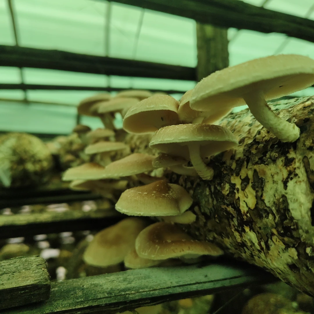 家庭室内种植云南小香蕈菌包种植新鲜菌棒