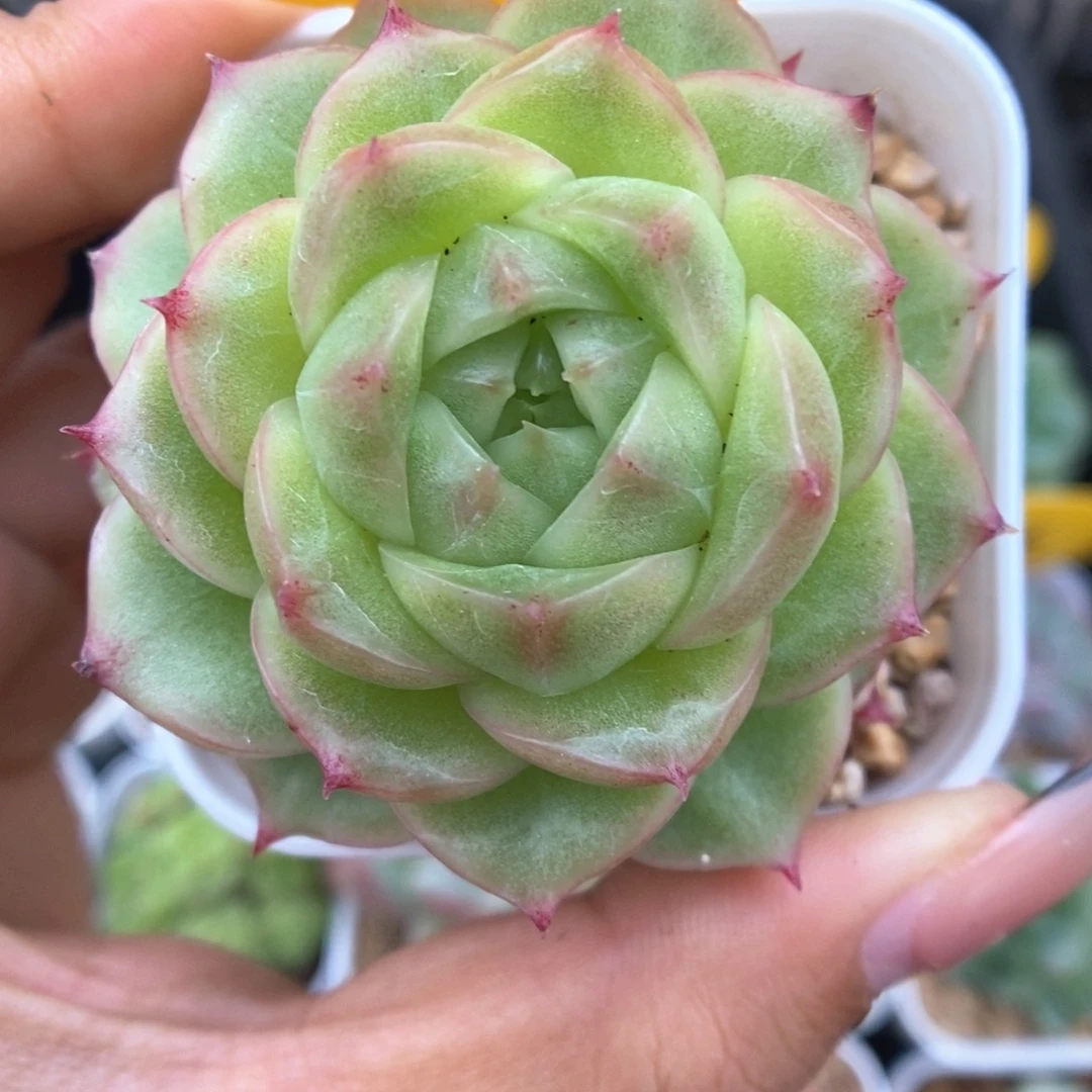 蜜蜡麦秆可拍957号