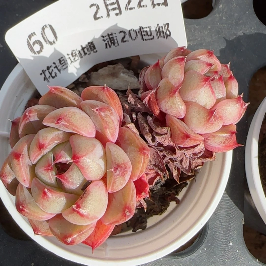 花语逸境0222-60
