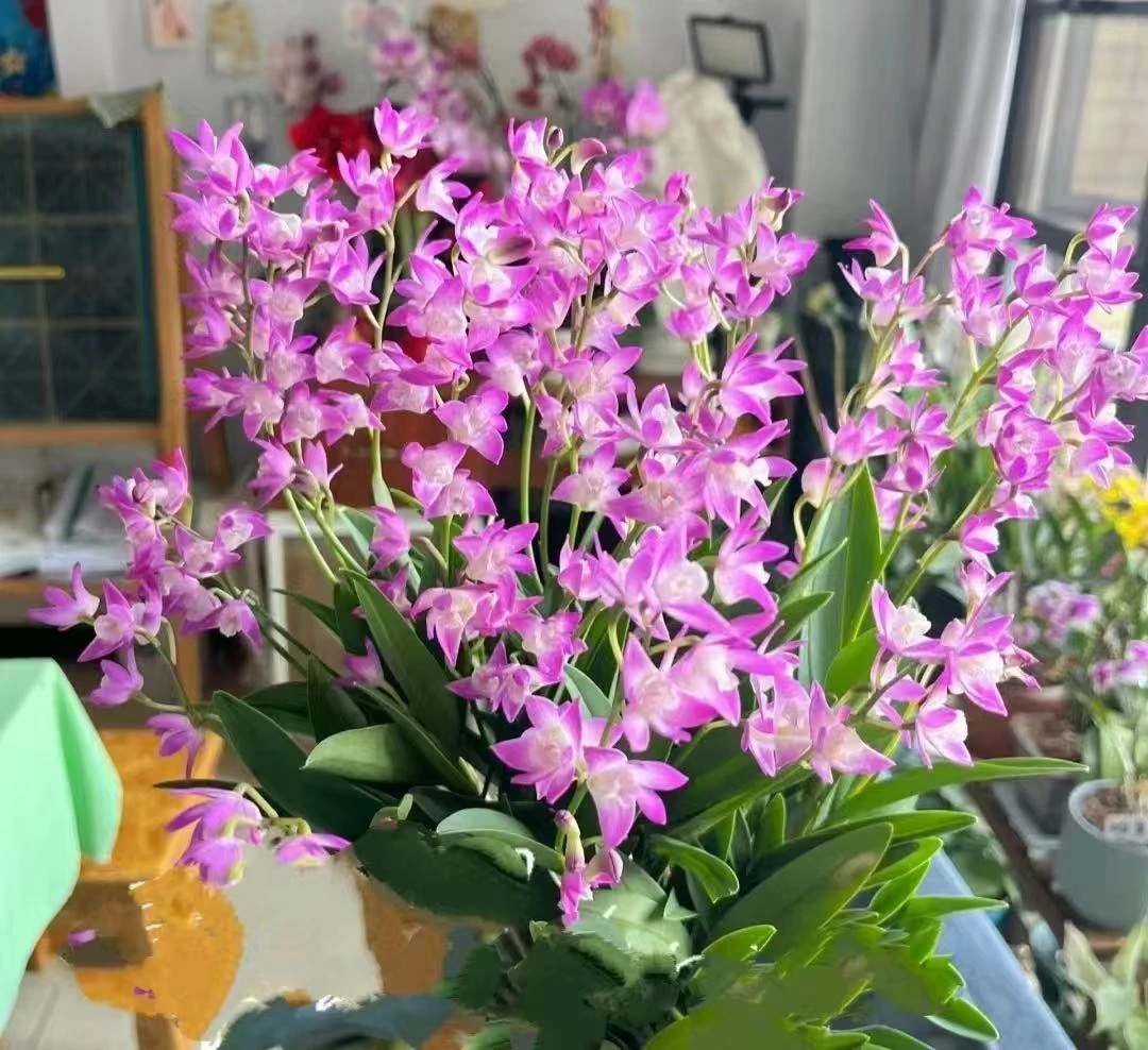 澳洲香水石斛兰带花带花带花苞发货大盆