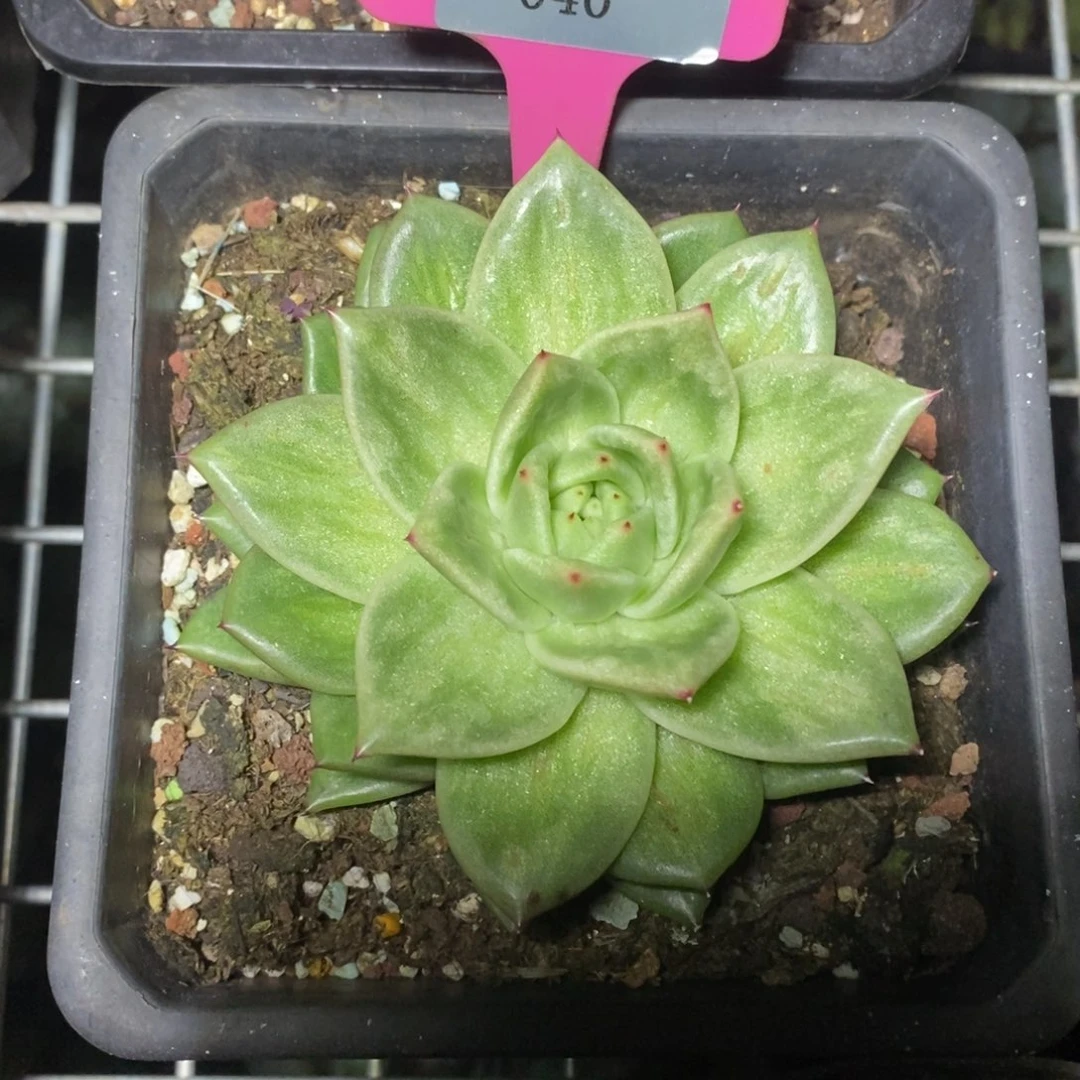 x040-多肉植物 蔷薇