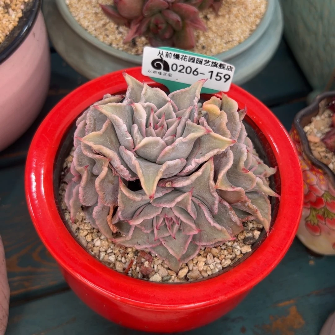 多肉一物一拍0206-159