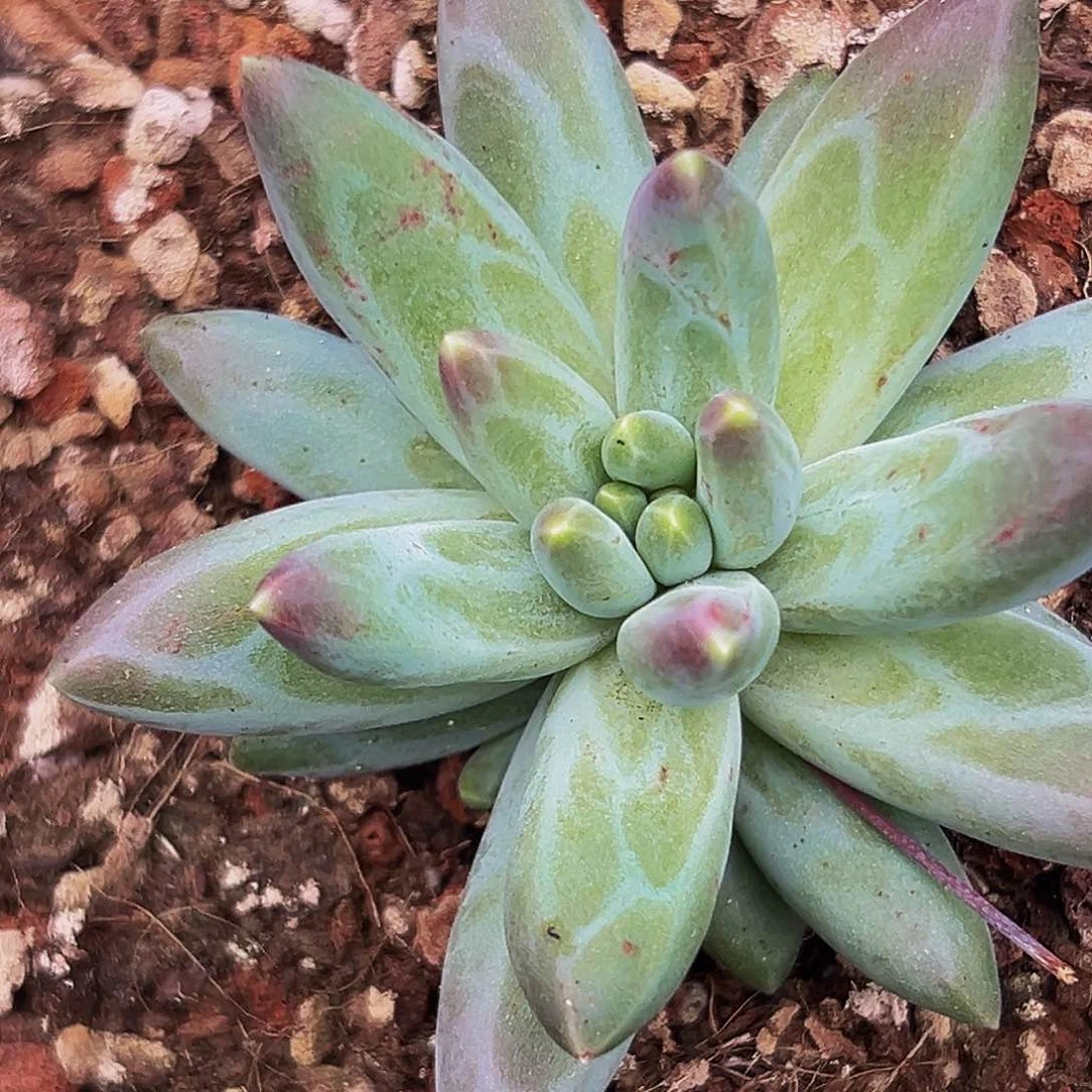 1颗美人系列多肉植物
