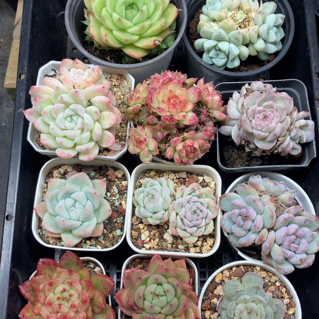 1208-17 套餐一组