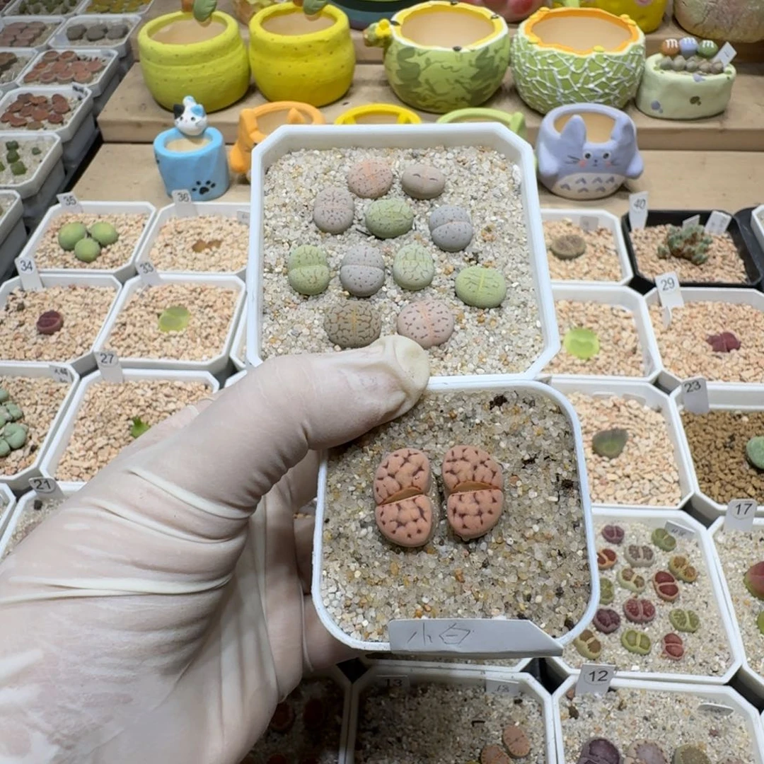 小***鱼0618-80生石花花花花