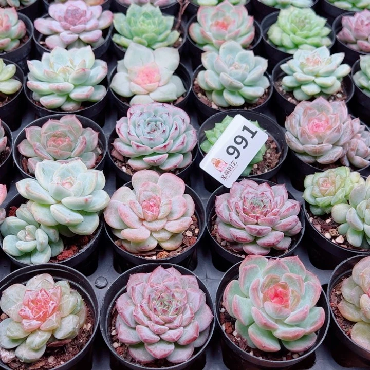 修****多肉植物多肉植物