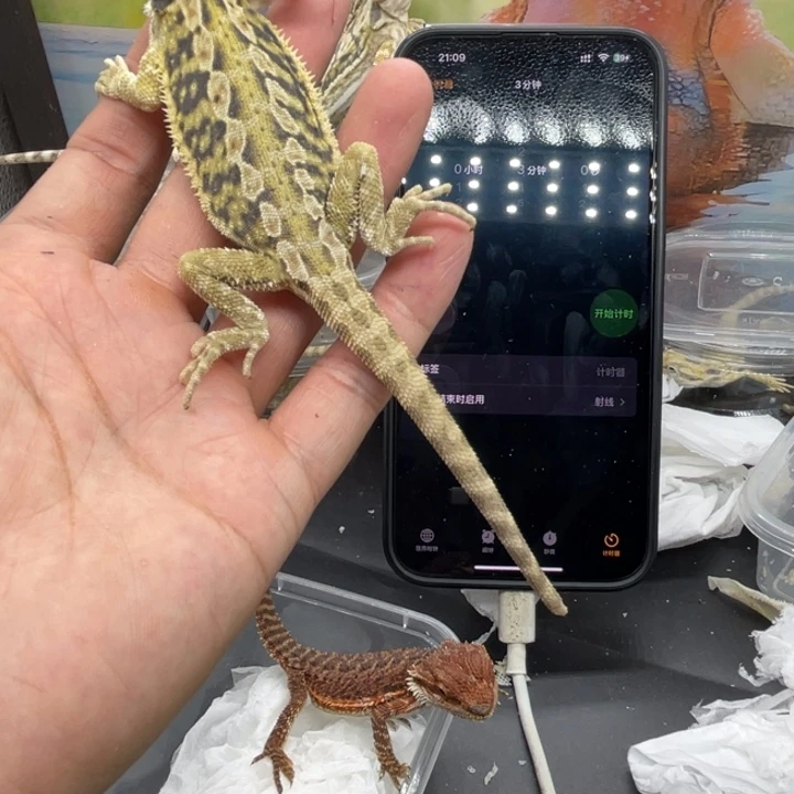 鬃狮蜥鬃狮自己挑