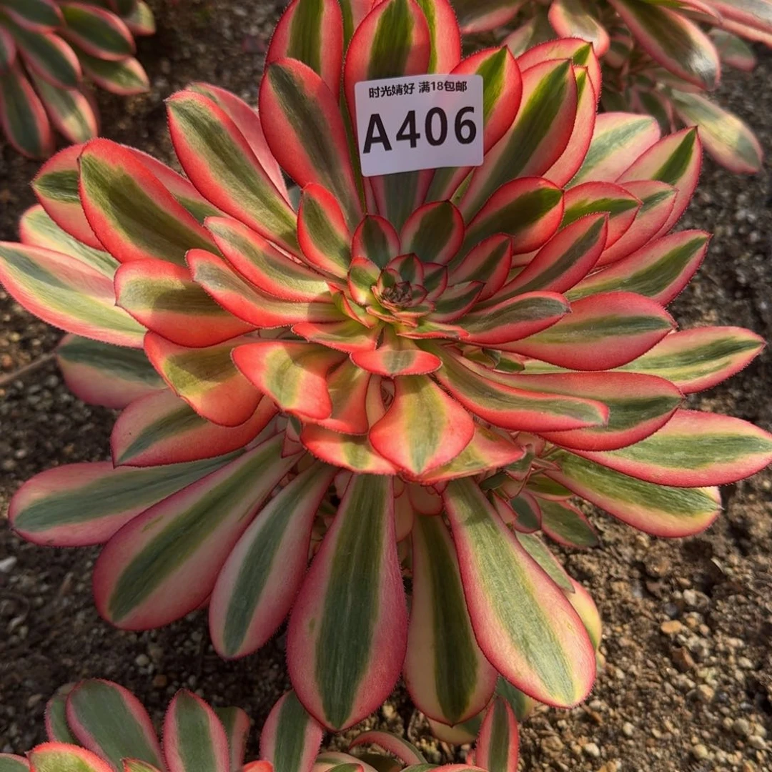 生*406初恋多肉植物