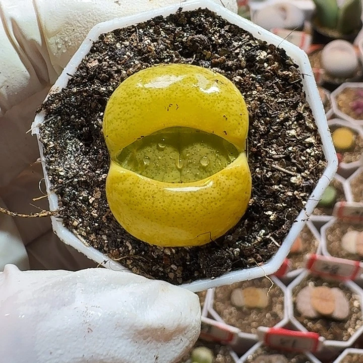 生石花11111111。    287