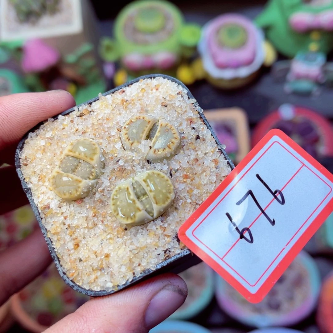 676生石花带盆发