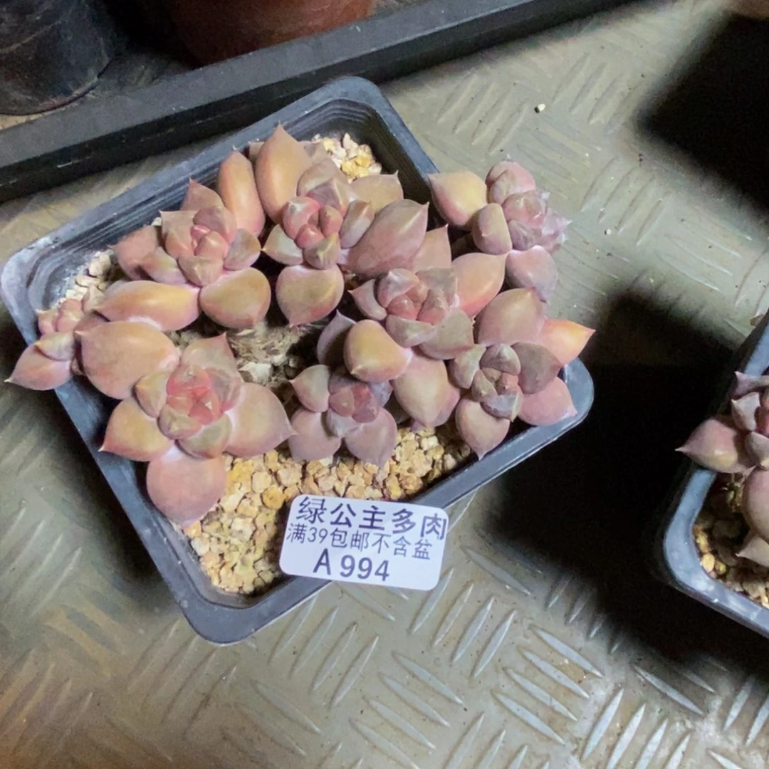 秦*994象牙奶朵朵缀多肉10c