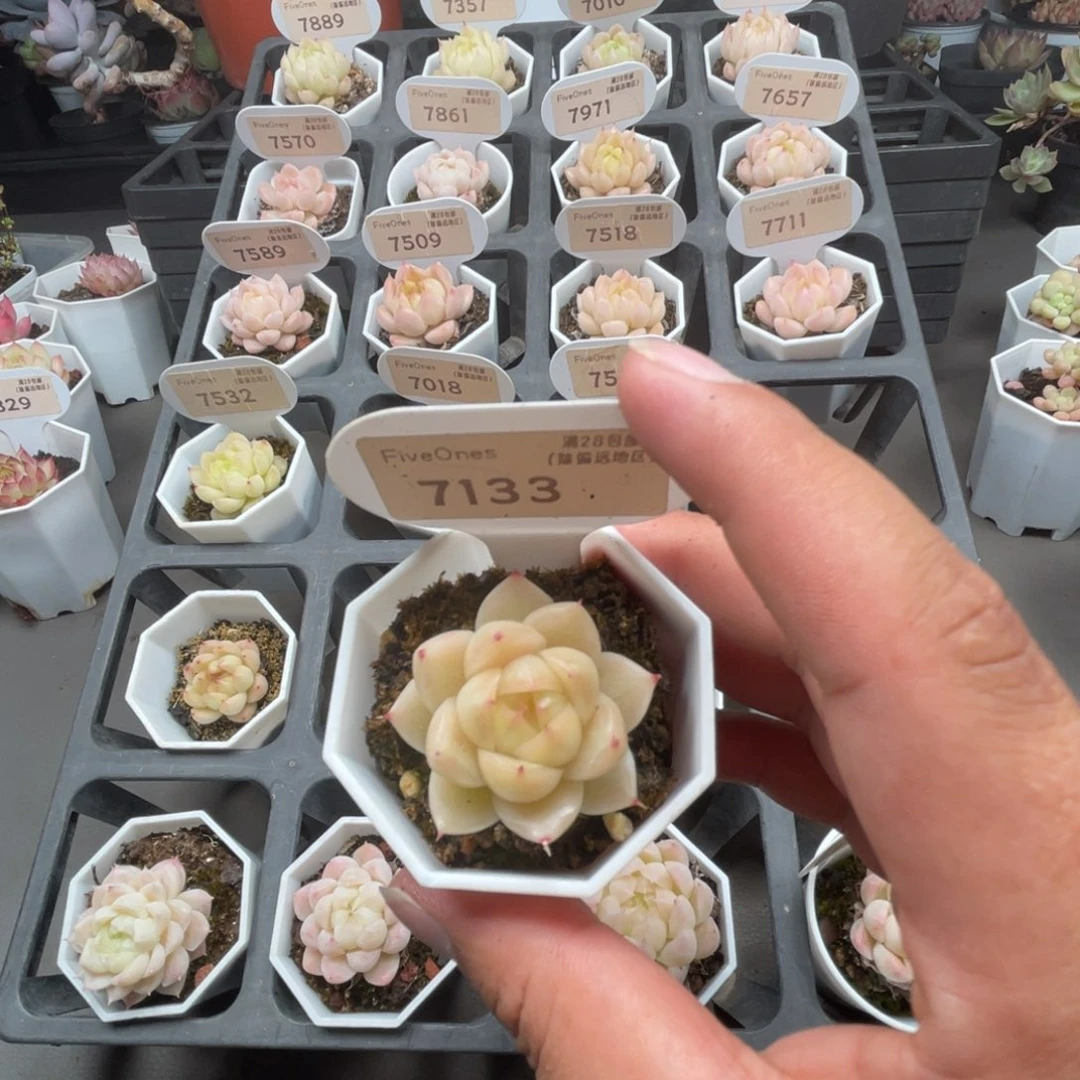 7133  麦秆3.5厘米