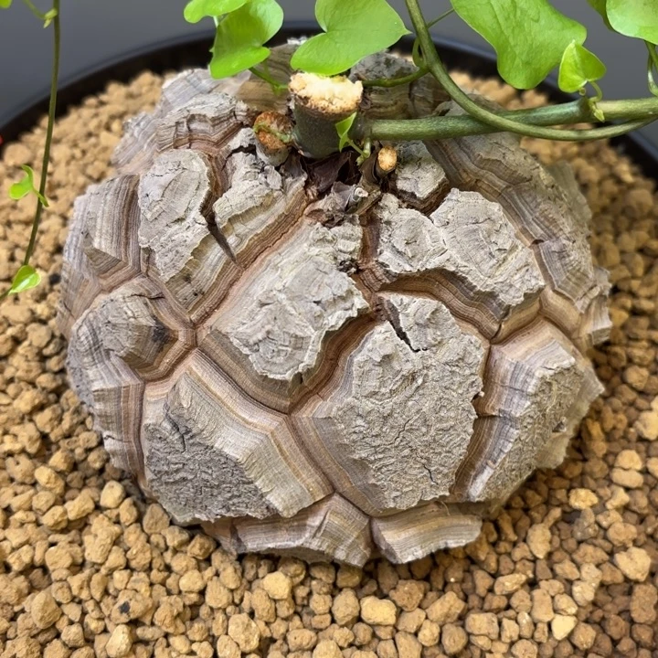 2502号龟甲龙带盆包邮尺寸12