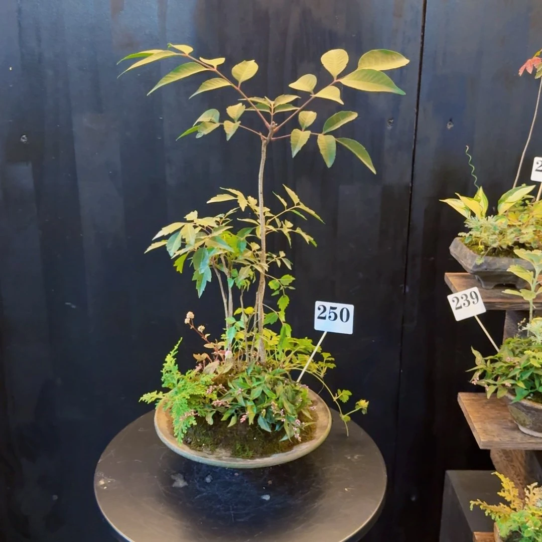 当前无花朵，栽培后可花朵日本山野草手作盆250号