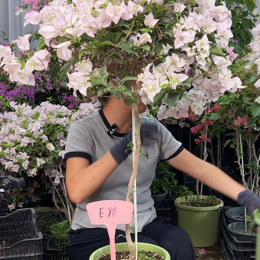 P***e大部分花苞少量开放E98苹果