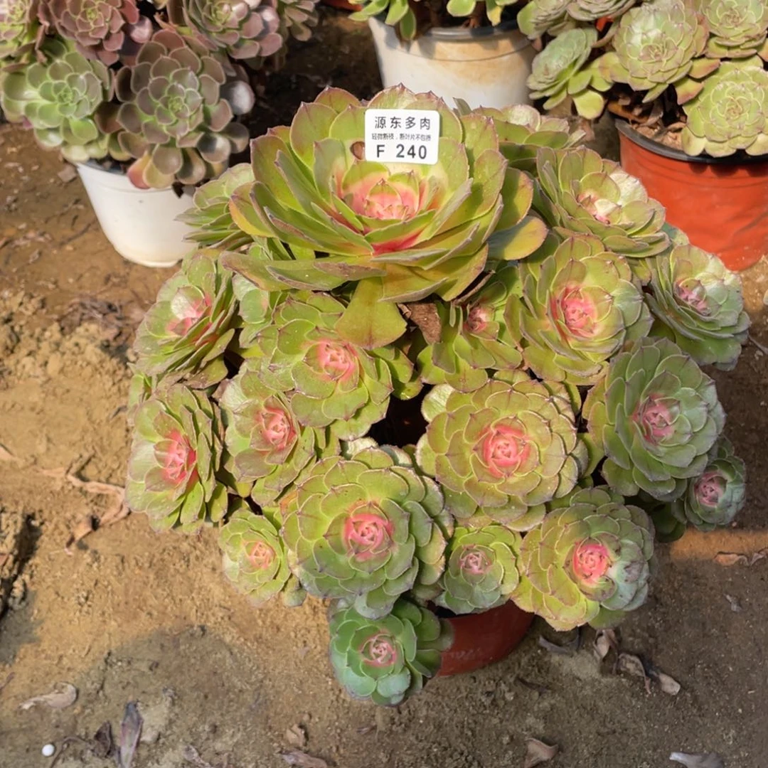 240红太阳多肉法师断枝不包