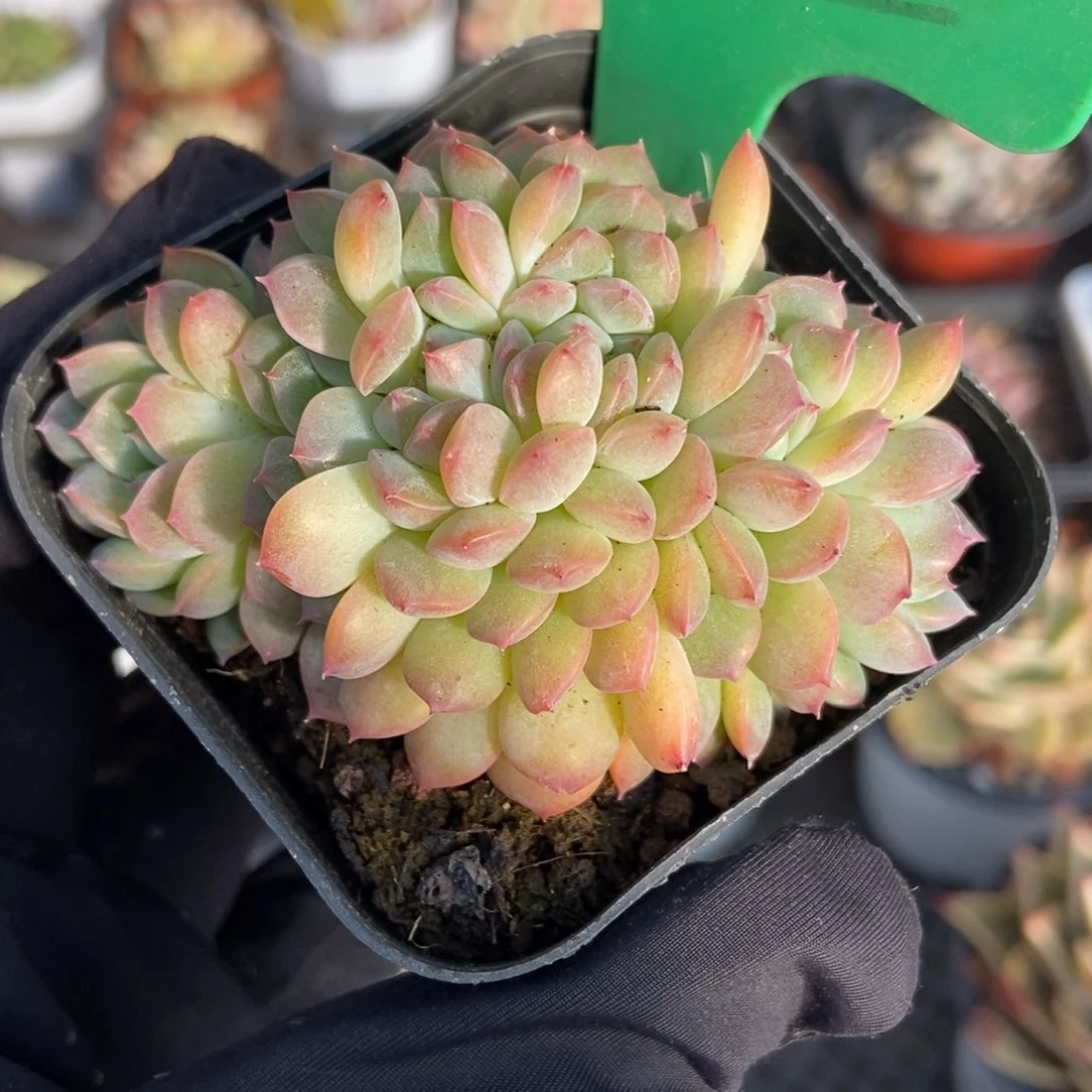 102干冰多肉植物保护