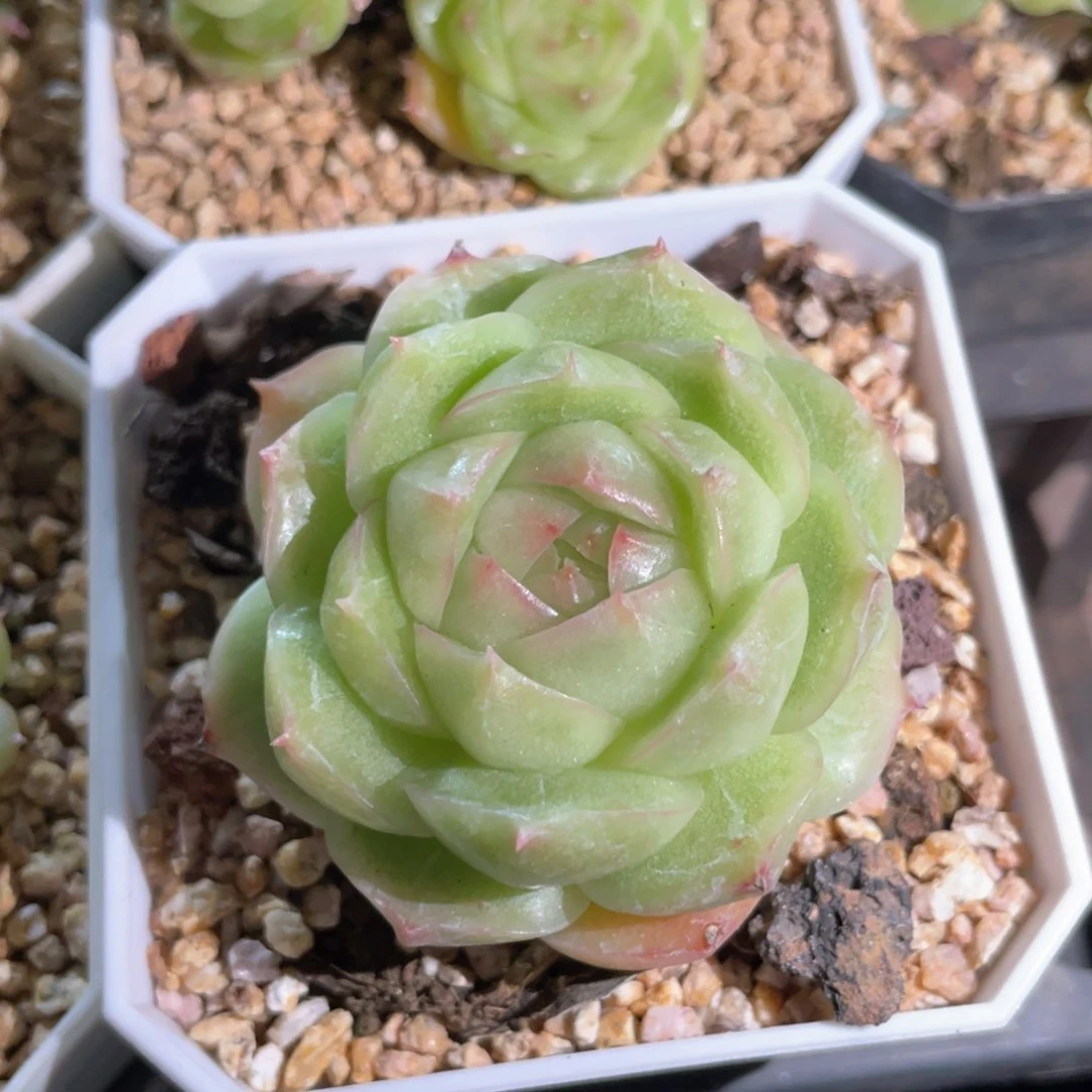 优选麦杆福利814